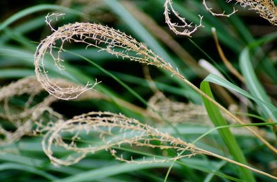 Close-up of spider web on plant