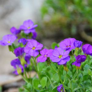 Close-up of purple flowers blooming outdoors