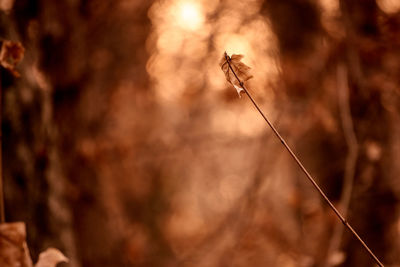 Close-up of caterpillar on plant