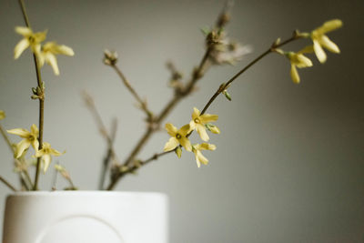 Close-up of white flowering plant