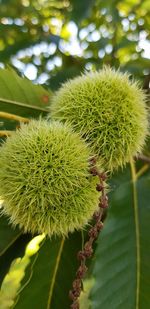 Close-up of green plant