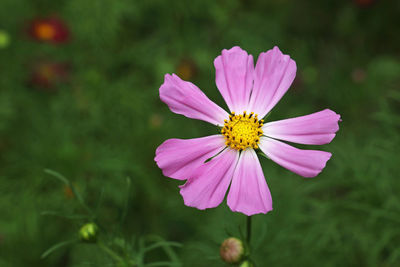 Close-up of pink flower