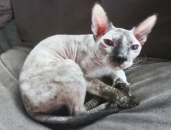 Close-up of cat lying on sofa at home