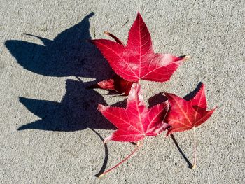 Close-up of red leaf