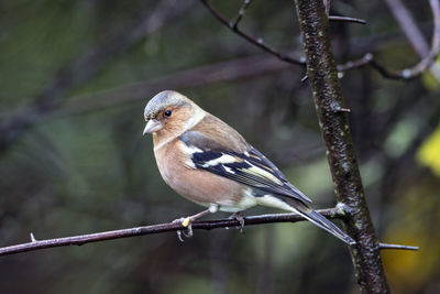 A close-up of a solitary chaffinch perched on a branch in a tree.