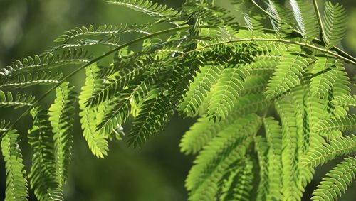 Close-up of green leaves on tree