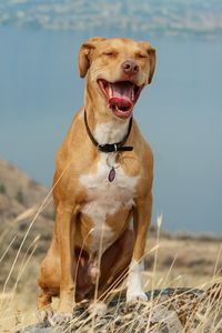 Portrait of a dog sitting on land