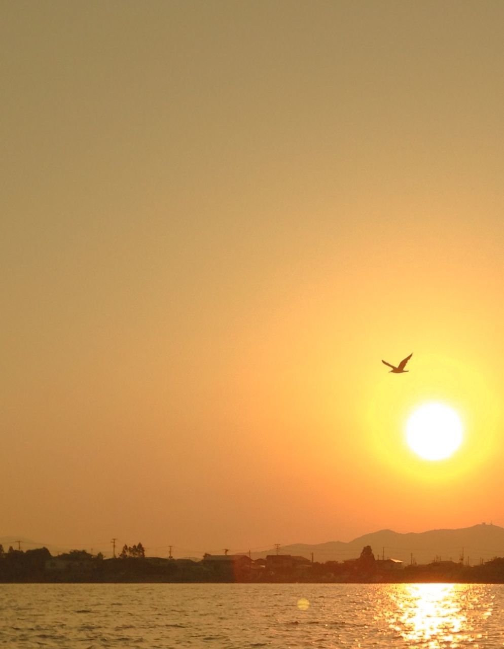 sunset, water, bird, flying, waterfront, sun, silhouette, animal themes, sea, orange color, wildlife, scenics, animals in the wild, one animal, clear sky, beauty in nature, tranquil scene, mid-air, nature, tranquility