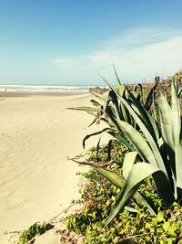 Scenic view of beach against sky