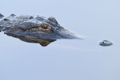 Alligator lying down in motionless smooth glass-like water