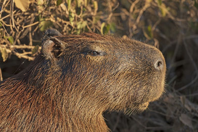 Head details of a capybara along the pantanal highway in brazil