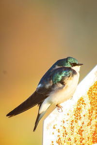 Close-up of bird perching