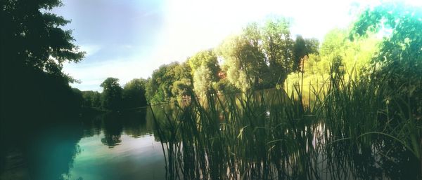 Reflection of trees in water