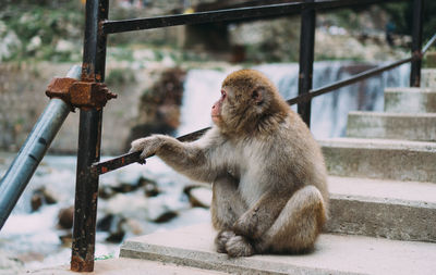 Monkey sitting on railing