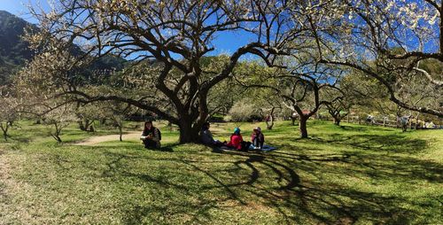 Trees in park