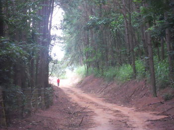 Dirt road passing through forest