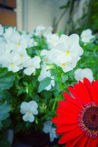 Close-up of daisy blooming outdoors