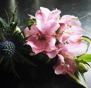 Close-up of pink flowers