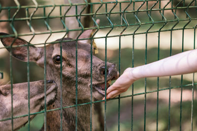 Deer in a zoo