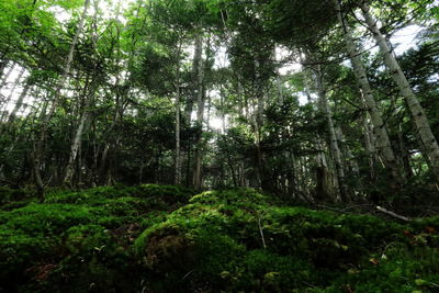 Trees in forest