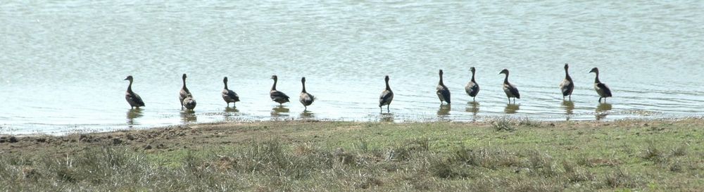 Flock of birds on beach