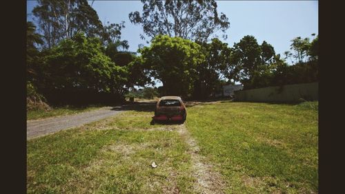 Trees on grassy field