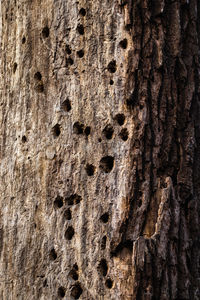Close-up of tree trunk