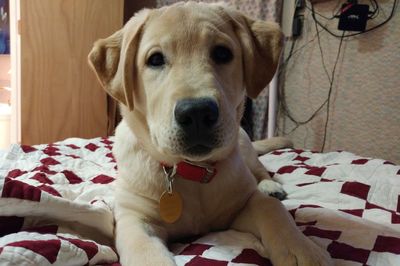 Close-up portrait of dog resting on bed at home