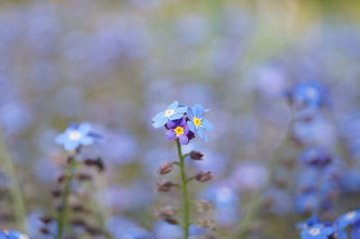 Close-up of fresh flowers blooming in garden