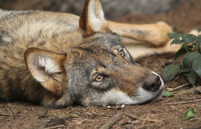 Close-up of wolf lying down