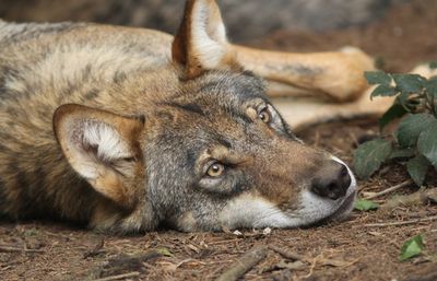 Close-up of lion lying down