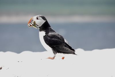 Puffin with fish.