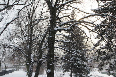 Low angle view of trees against sky during winter