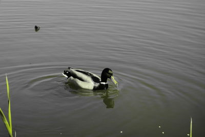 High angle view of ducks swimming in lake