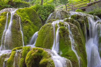 Scenic view of waterfall in forest