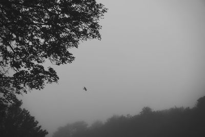 Silhouette of bird flying over tree