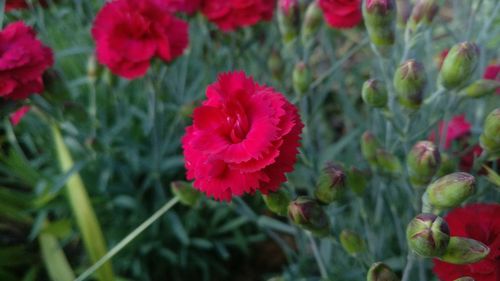 Close-up of red poppy blooming outdoors