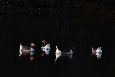 Birds swimming on lake at night