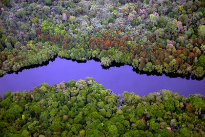 Scenic view of forest and plants