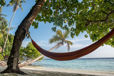 Hammock between the palms of a maldivian beach