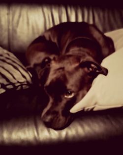 Portrait of dog lying down on bed