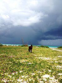 Scenic view of grassy field against cloudy sky