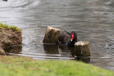 Bird swimming in lake