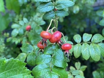 Close-up of red berries growing on tree