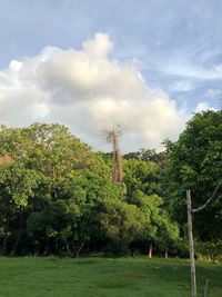 Plants and trees on field against sky