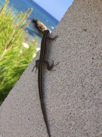 Close-up of lizard on wall