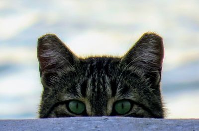 Close-up portrait of cat against sky