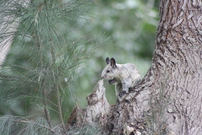 Animal in forest