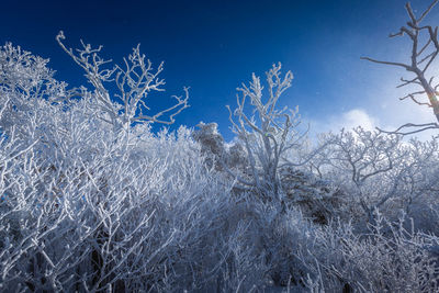 Low angle view of trees against sky