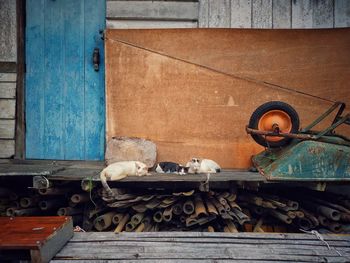 Cats relaxing against house